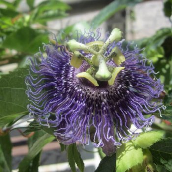 Passionsblume Heilpflanze gegen Unruhe – © Schwabe