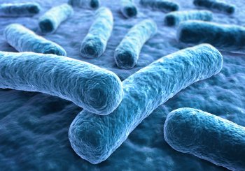 Legionellen, Bakterien - © peterschreiber.media/stock.adobe.com