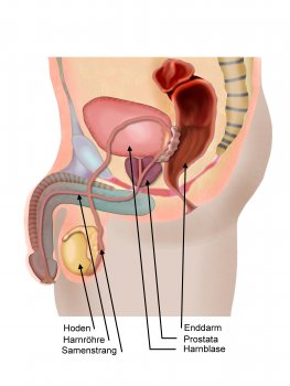 Prostata Vorsteherdrüse, Geschlechtsorgan Mann - © elvira gerecht/stock.adobe.com