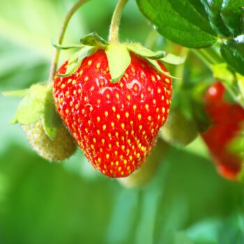 Erdbeere, Garten - © Canva